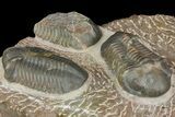 Plate With Five, Five Large Struveaspis Trilobites - Jorf, Morocco #174195-2